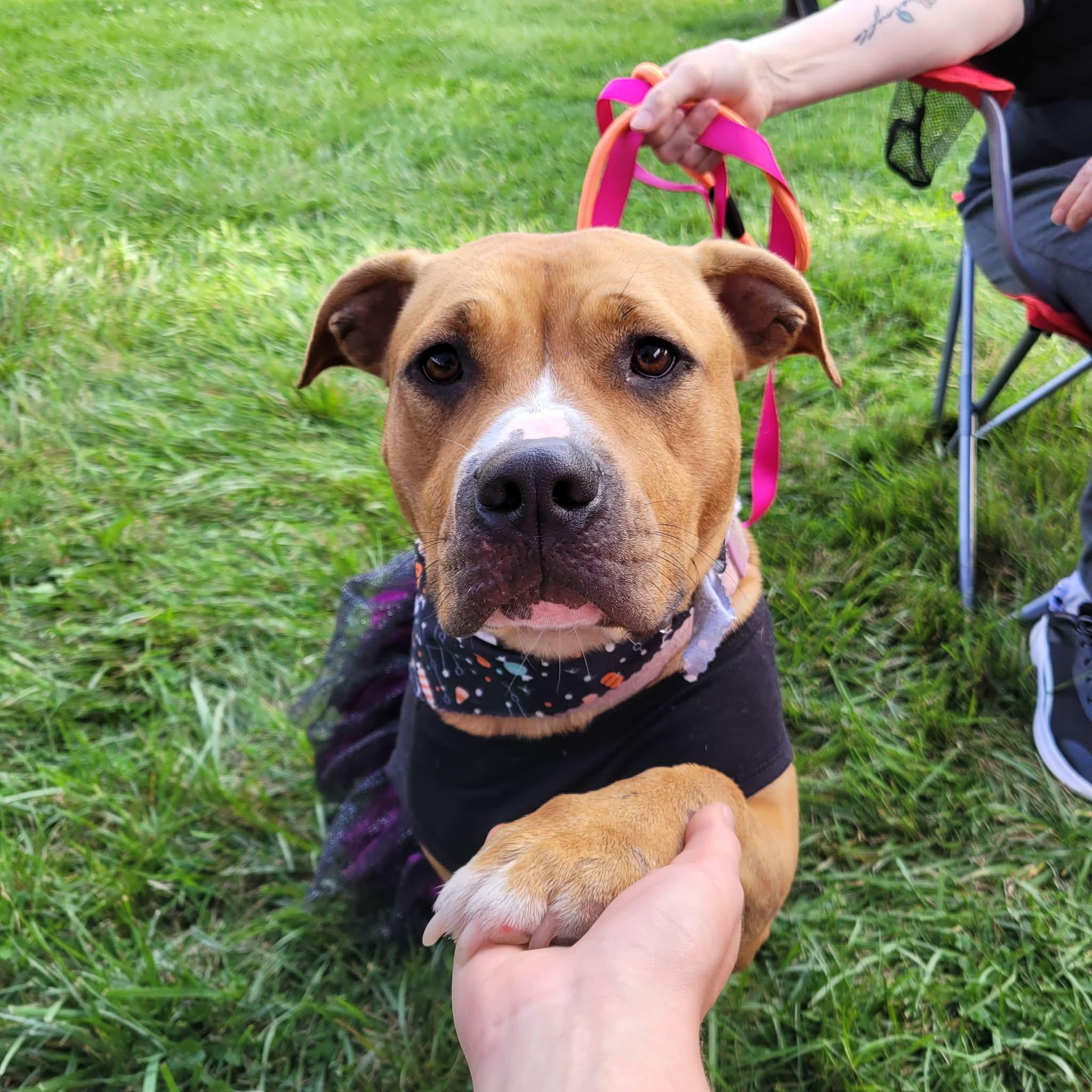 Oona , a ADOPTABLE mixed breed in Middlebury, CT image 2/3