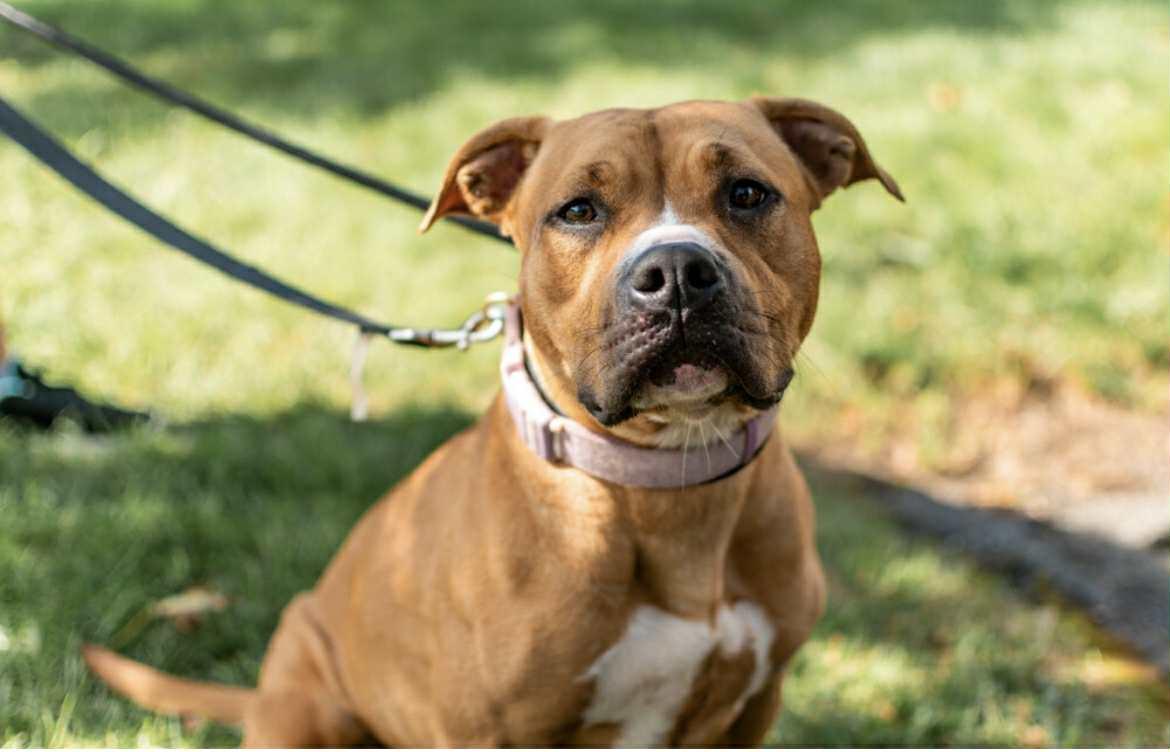 Oona , ADOPTABLE, Adult Female Pit Bull Terrier & Boxer.