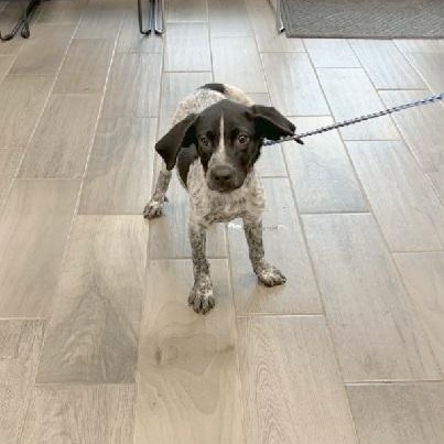 Enlarge Buzz, a Adopted mixed breed in Nevada, MO image 2/2