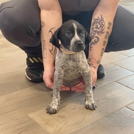 Buzz, Adoptable, Young Male German Wirehaired Pointer.