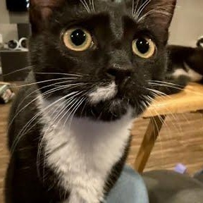 Enlarge Gianni, a Adoptable Domestic Short Hair in Oswego, NY image 2/2