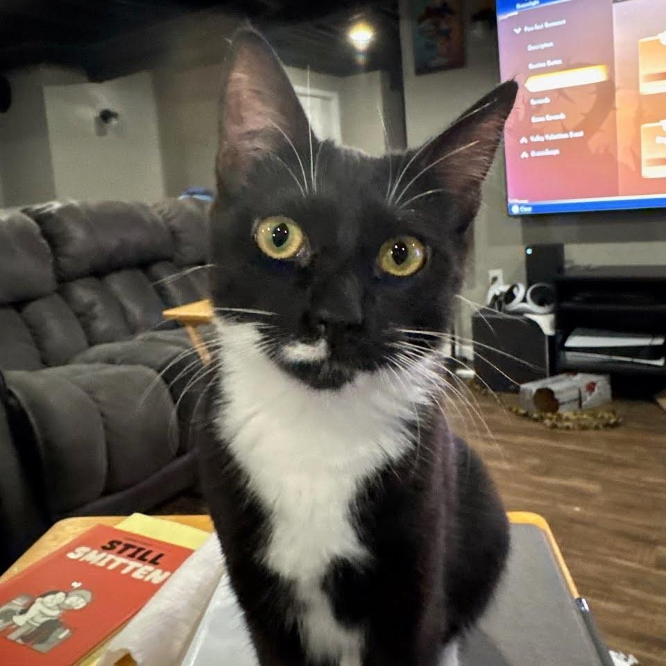 Enlarge Gianni, a Adoptable Domestic Short Hair in Oswego, NY image 1/2