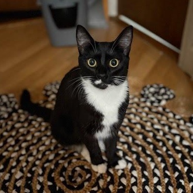 Gianni, Adoptable, Young Female Domestic Short Hair.