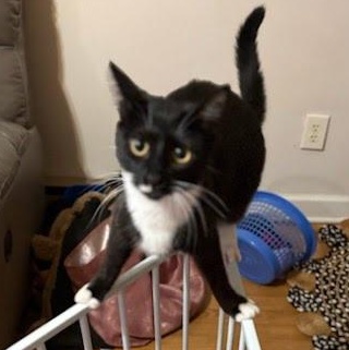 Enlarge Gianni, a Adoptable Domestic Short Hair in Oswego, NY image 3/4