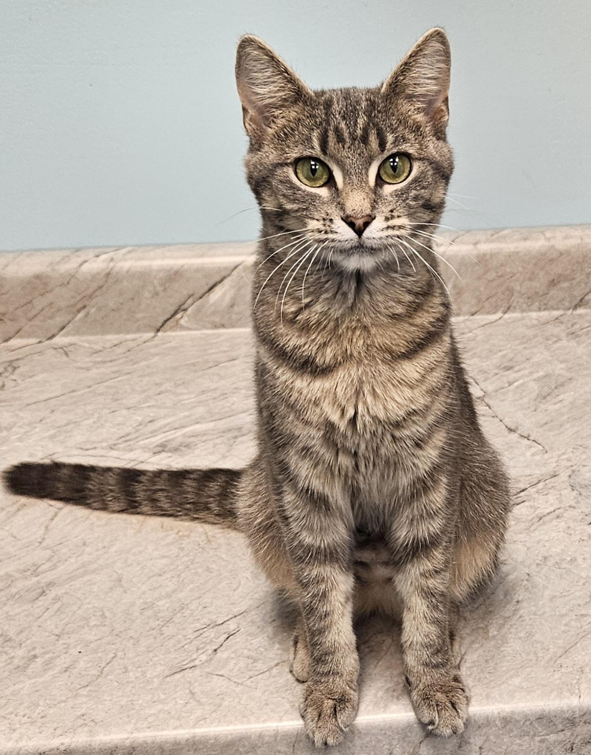 Stephanie, a Adoptable Domestic Short Hair in Washburn, WI image 3/3