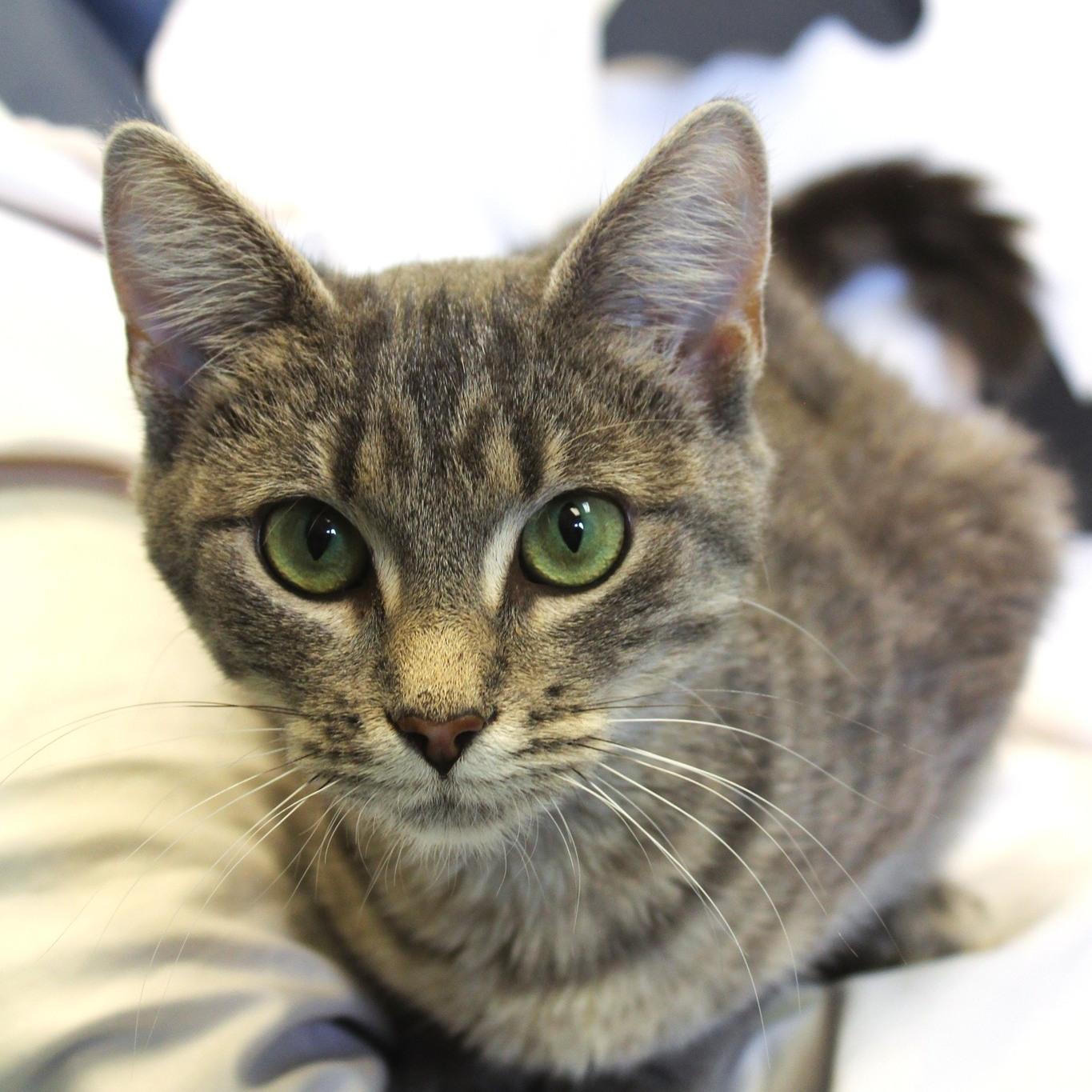 Stephanie, a Adoptable Domestic Short Hair in Washburn, WI image 1/3