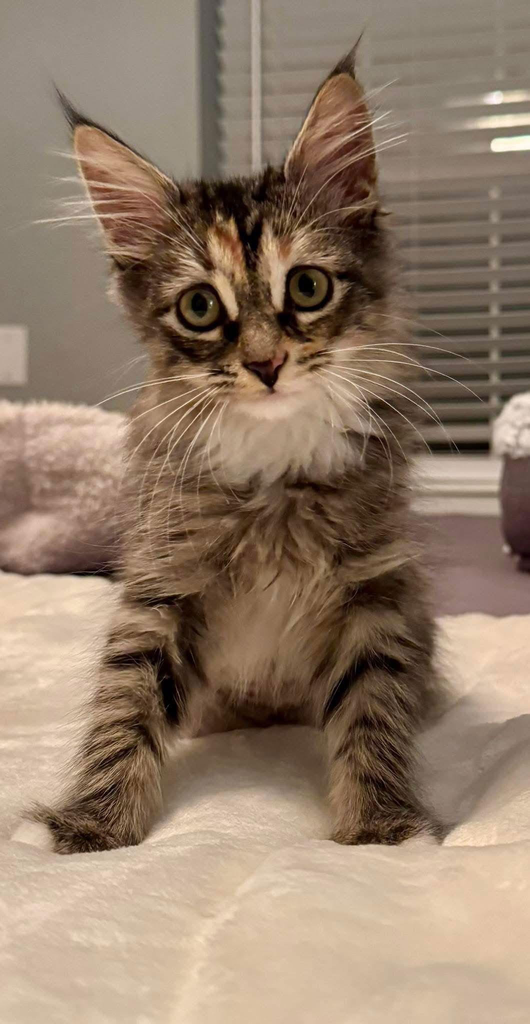 Faith, Adopted, Kitten Female Torbie & Domestic Medium Hair.