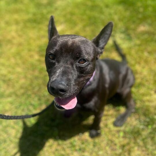 Challah, a ADOPTABLE Mixed Breed in Jackson, MI image 2/6
