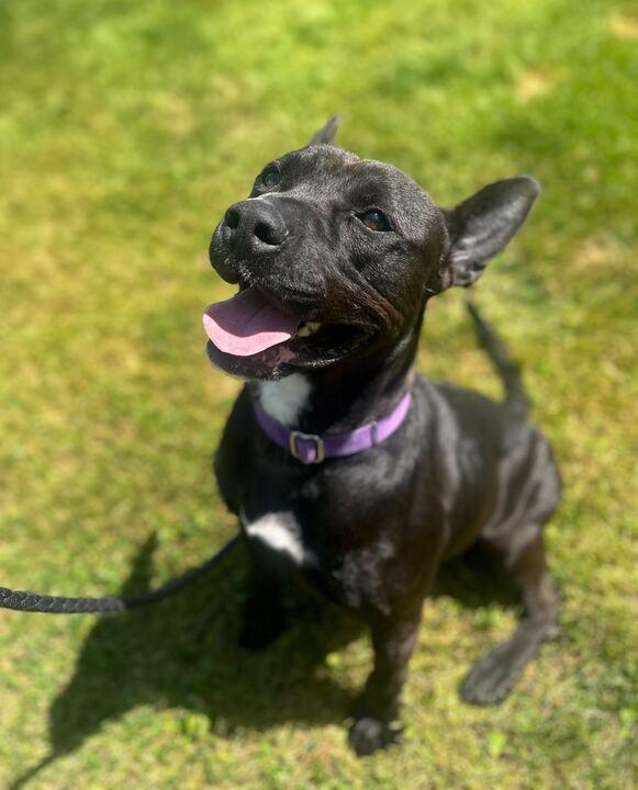 Challah, a ADOPTABLE Mixed Breed in Jackson, MI image 1/6