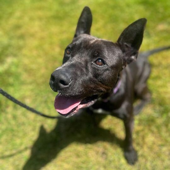 Challah, a ADOPTABLE Mixed Breed in Jackson, MI image 6/6