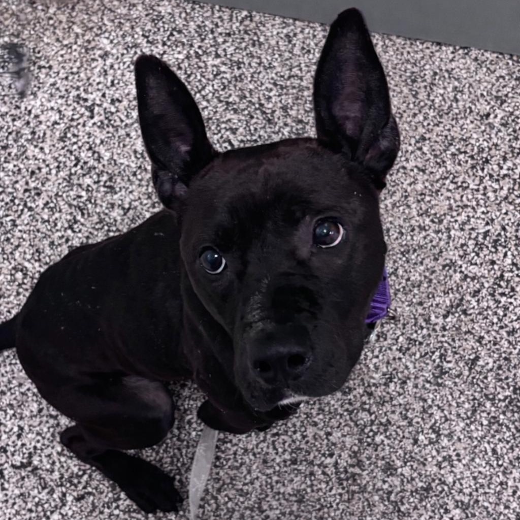 Challah, ADOPTABLE, Young Male Mixed Breed.