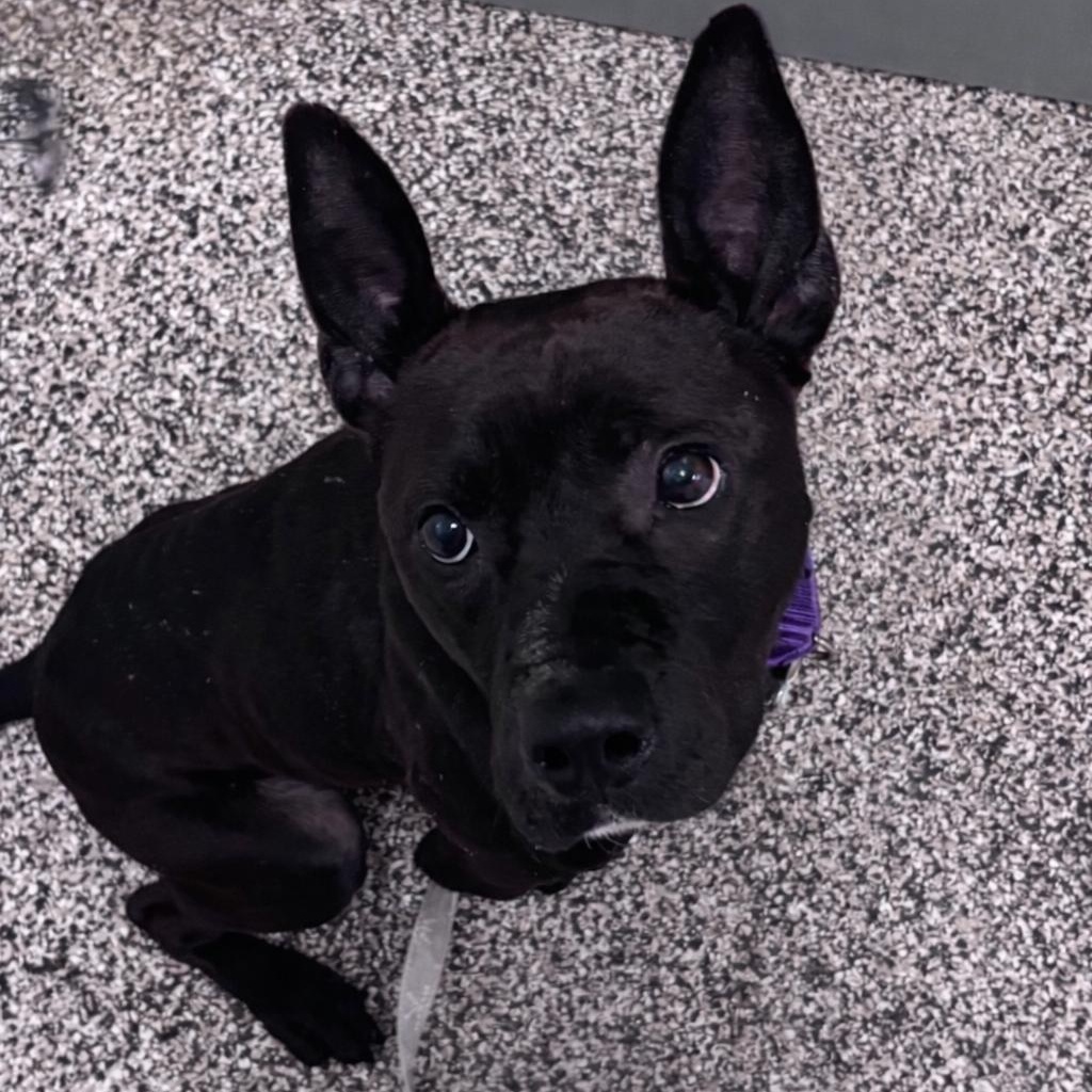 Enlarge Challah, a ADOPTABLE Mixed Breed in Jackson, MI image 1/3