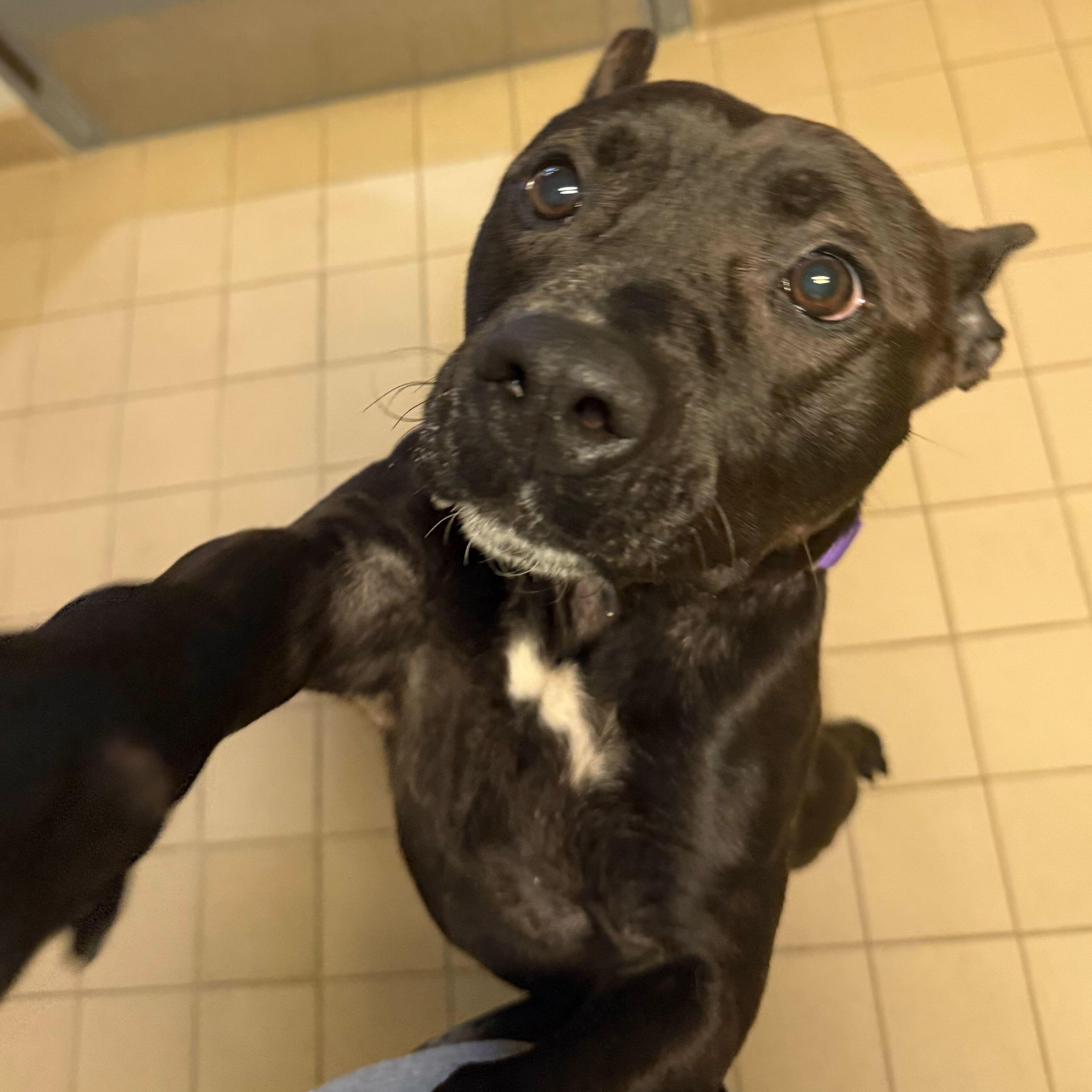 Challah, a ADOPTABLE Mixed Breed in Jackson, MI image 6/6