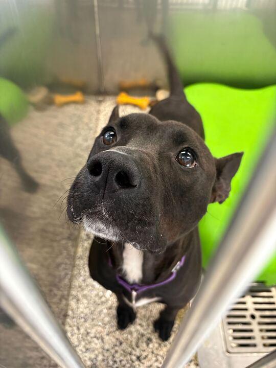Challah, a ADOPTABLE Mixed Breed in Jackson, MI image 2/6