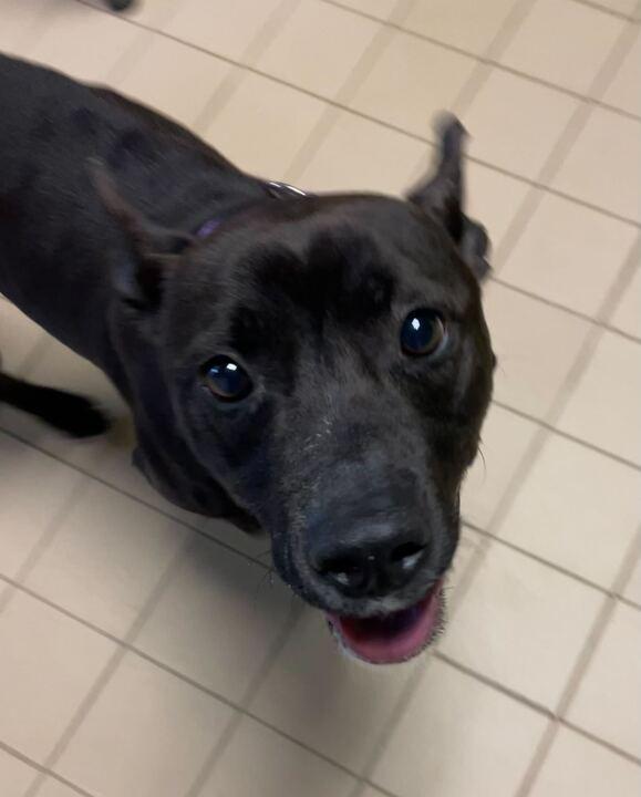 Challah, a ADOPTABLE Mixed Breed in Jackson, MI image 4/6