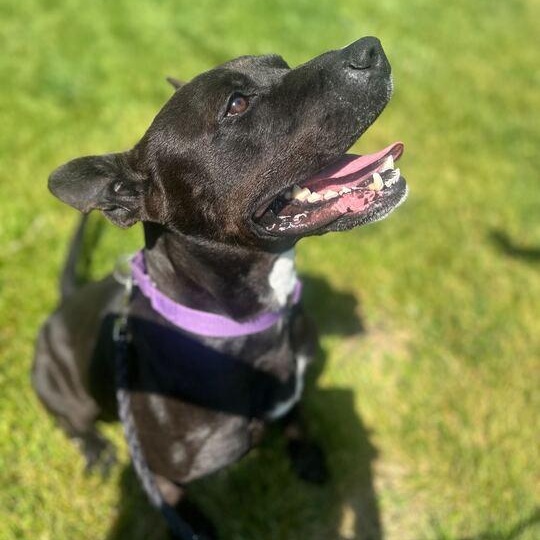 Challah, a ADOPTABLE Mixed Breed in Jackson, MI image 4/6
