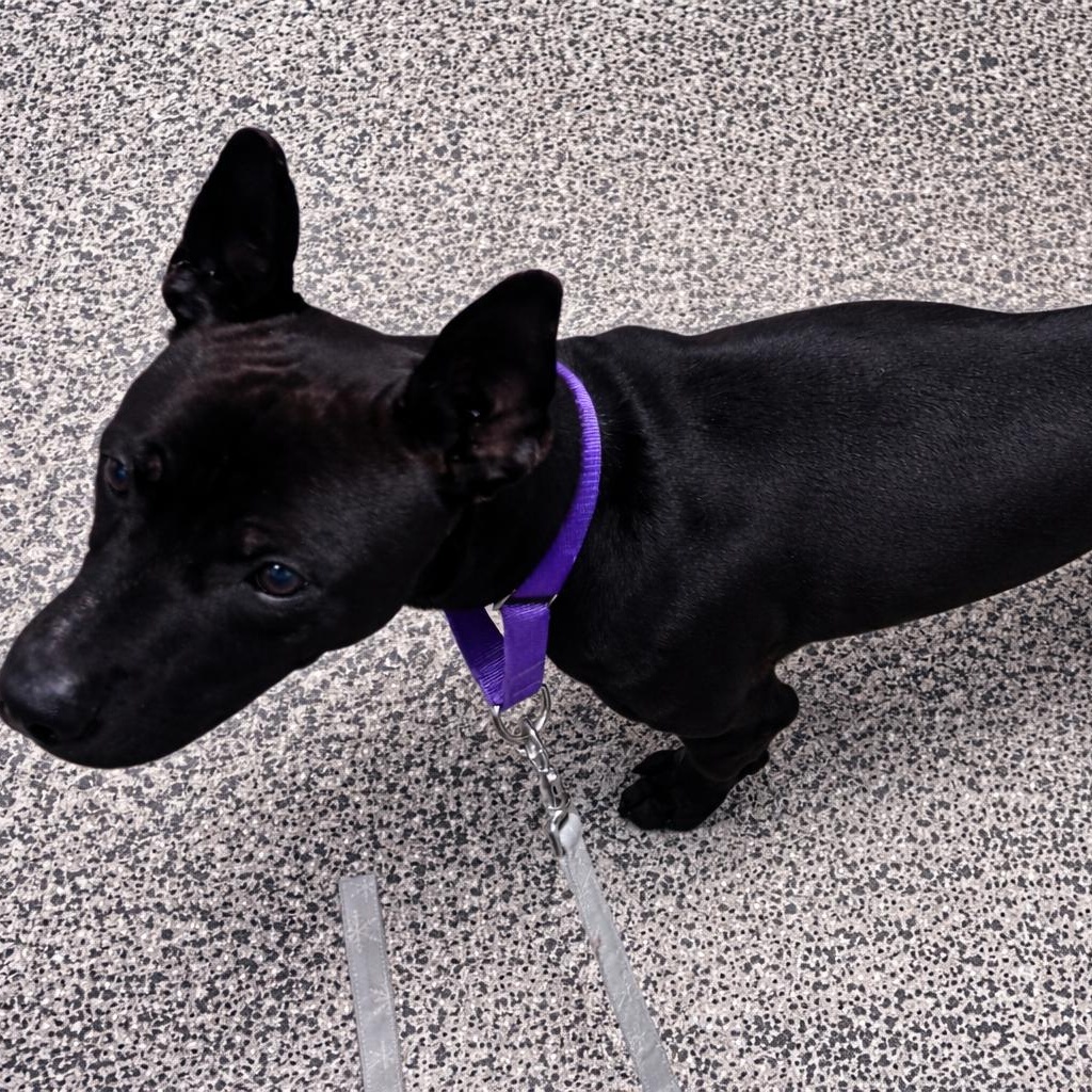 Enlarge Challah, a ADOPTABLE Mixed Breed in Jackson, MI image 2/3