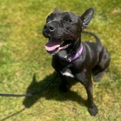 Challah, a ADOPTABLE Mixed Breed in Jackson, MI image 3/6