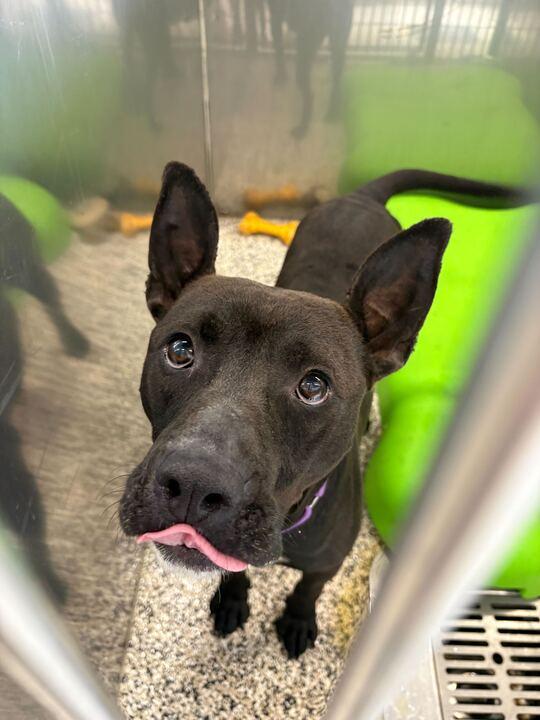 Challah, a ADOPTABLE Mixed Breed in Jackson, MI image 1/6