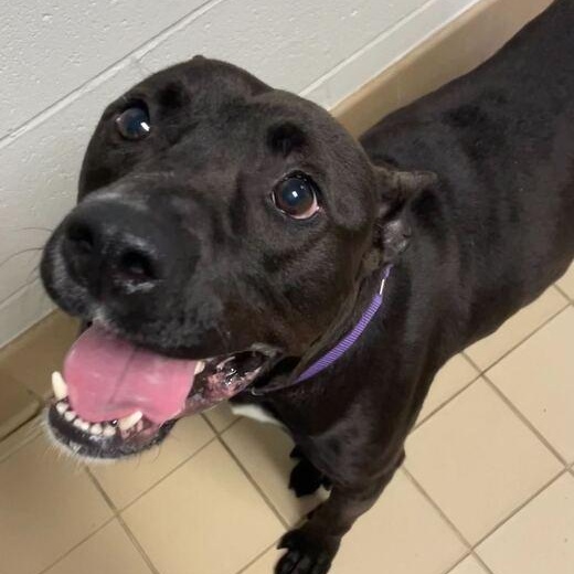 Challah, a ADOPTABLE Mixed Breed in Jackson, MI image 3/6