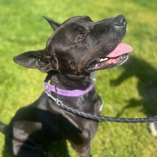 Challah, a ADOPTABLE Mixed Breed in Jackson, MI image 5/6
