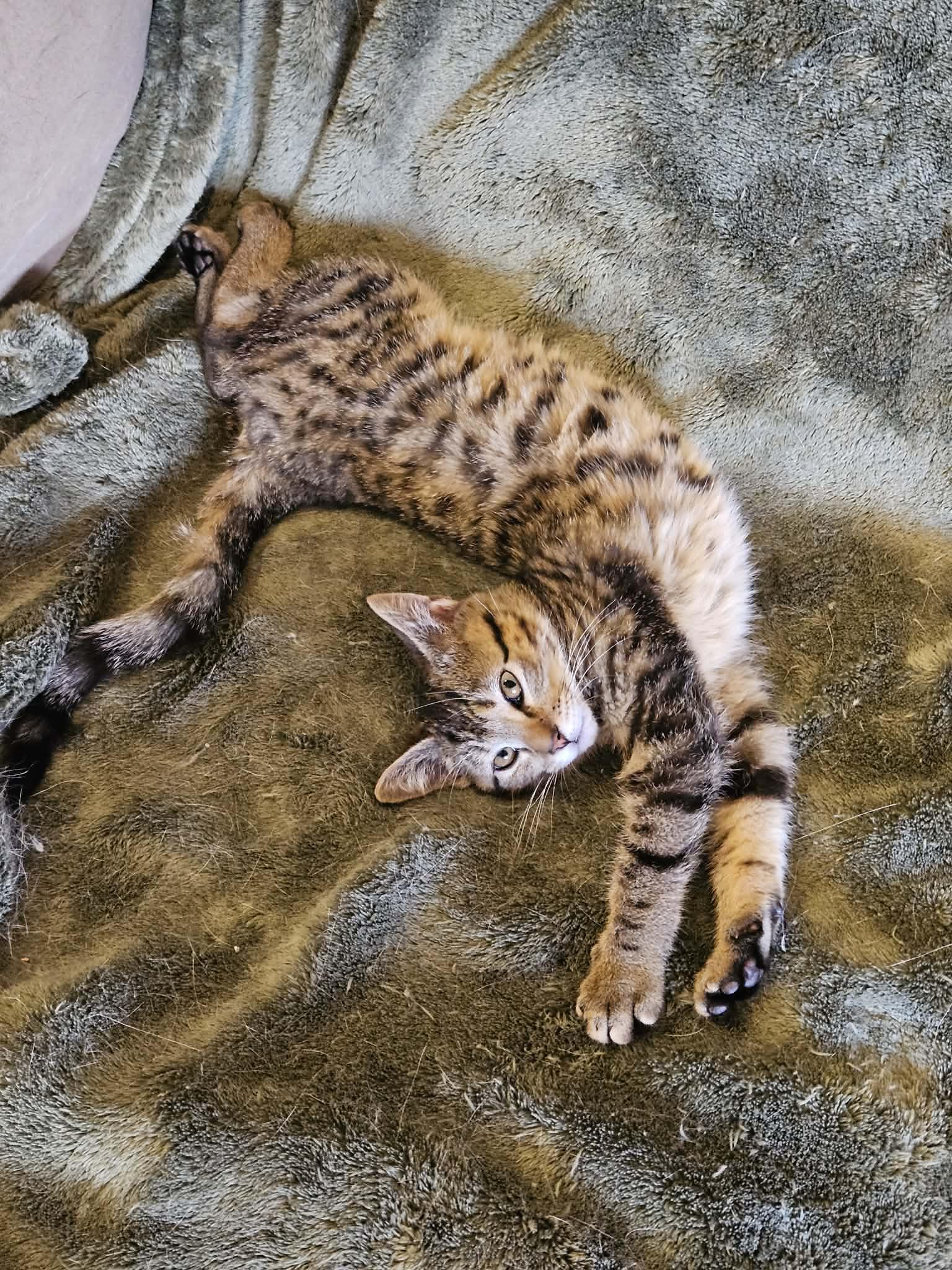 Tom Tom, a ADOPTABLE Domestic Short Hair in Lexington, KY image 1/4