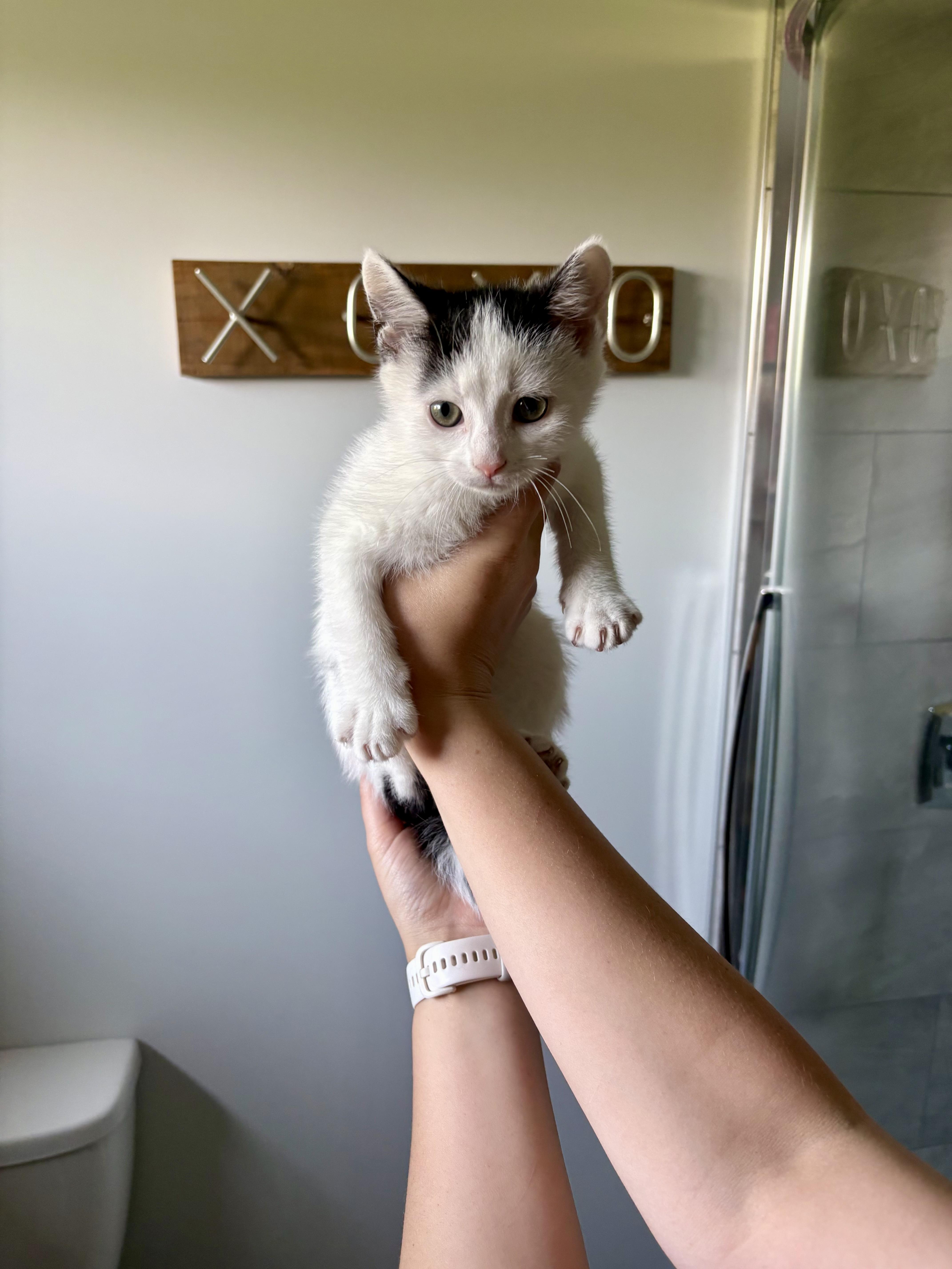 Enlarge Whippet, an adopted Domestic Short Hair in Wakefield, QC image 4/5