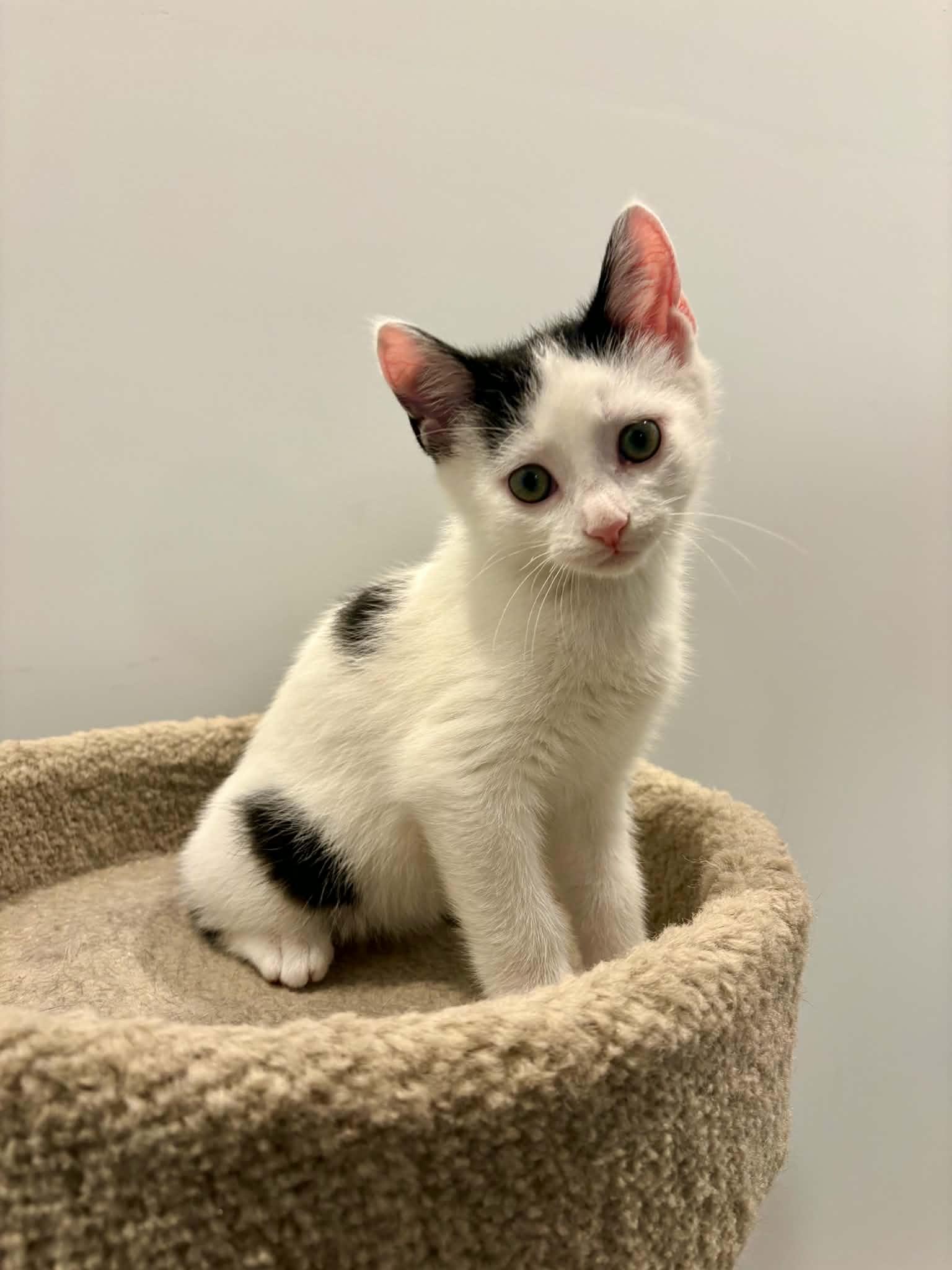 Enlarge Whippet, an adopted Domestic Short Hair in Wakefield, QC image 3/5