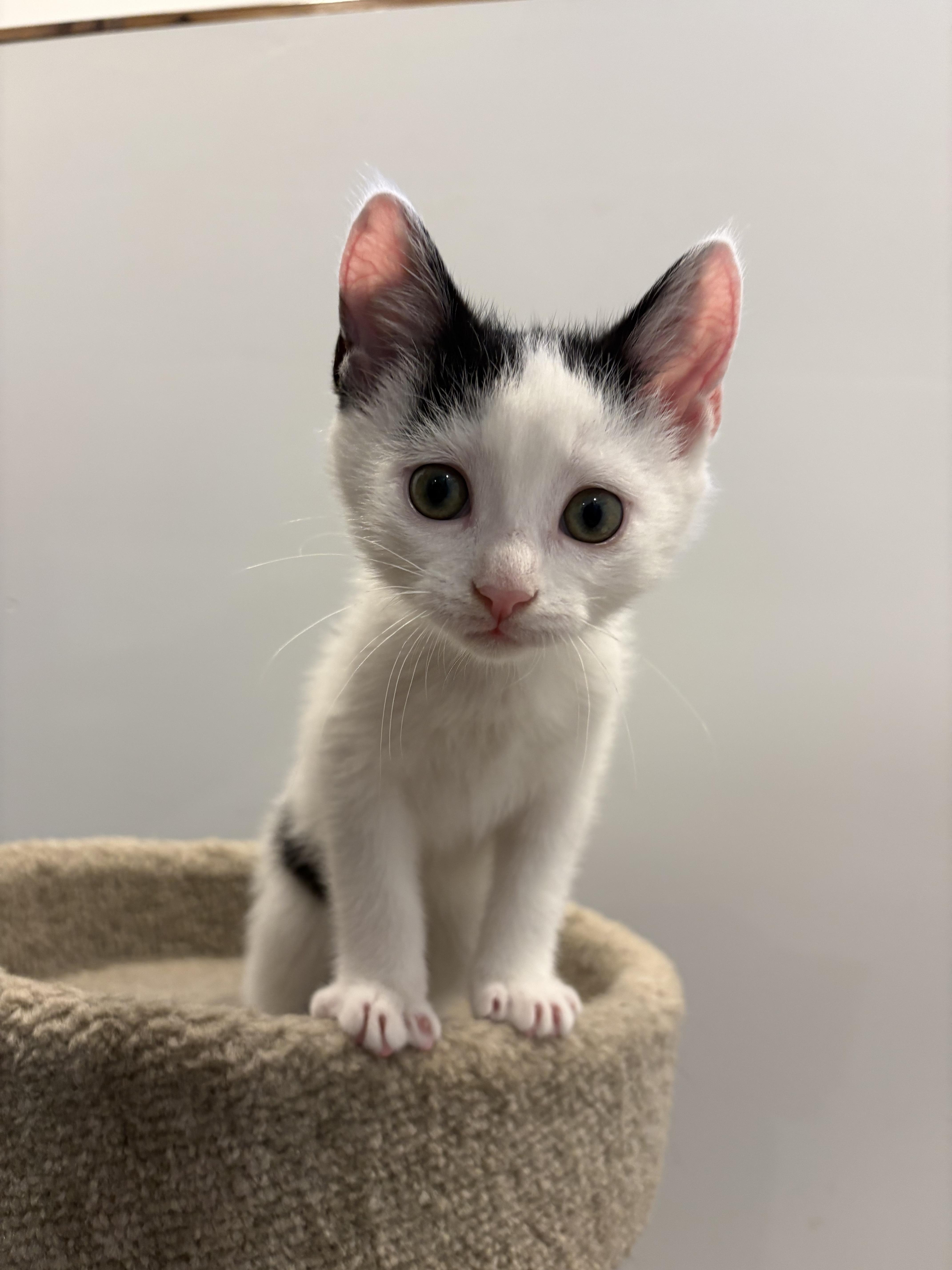 Enlarge Whippet, an adopted Domestic Short Hair in Wakefield, QC image 1/5