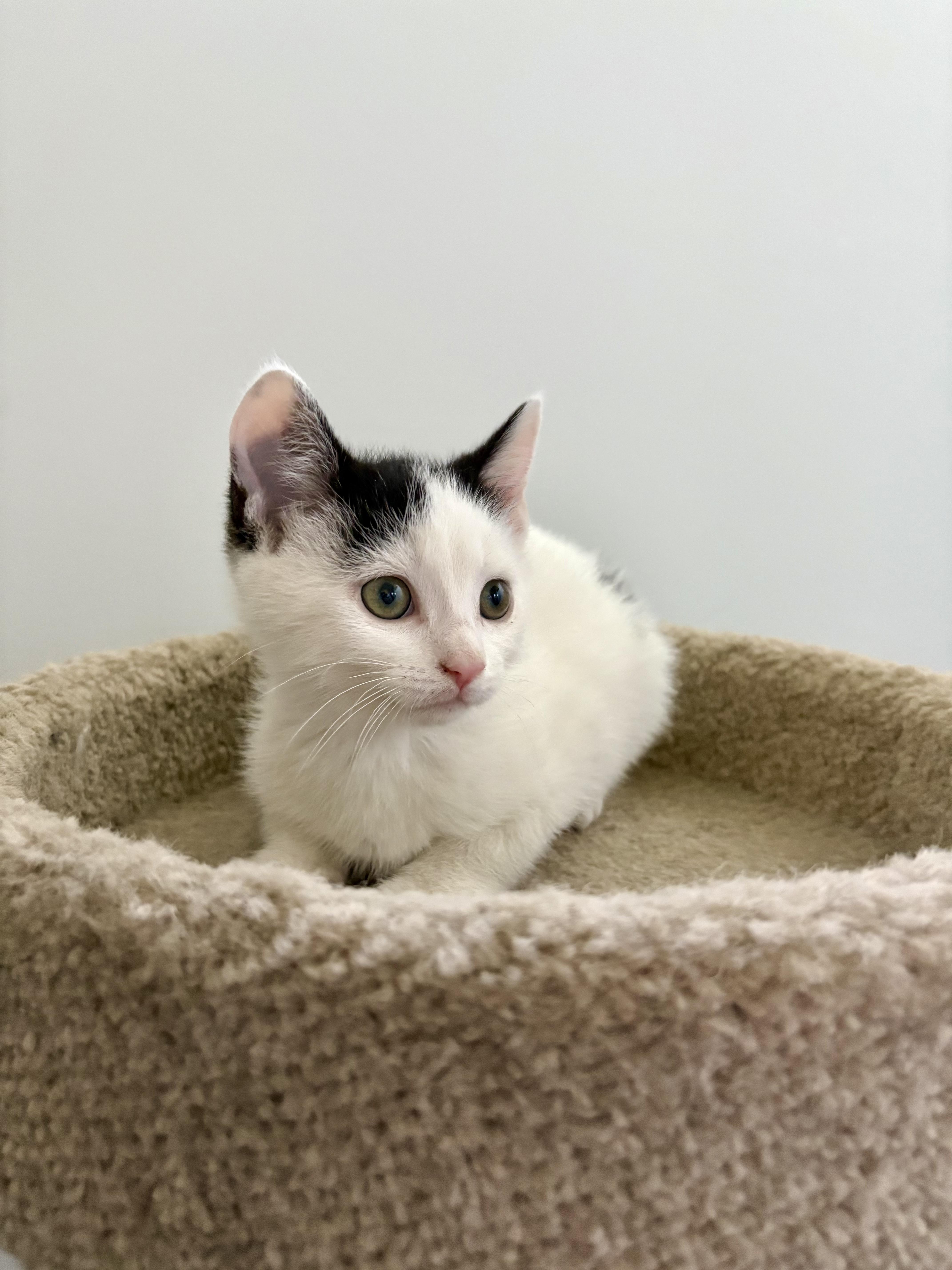 Enlarge Whippet, an adopted Domestic Short Hair in Wakefield, QC image 2/5