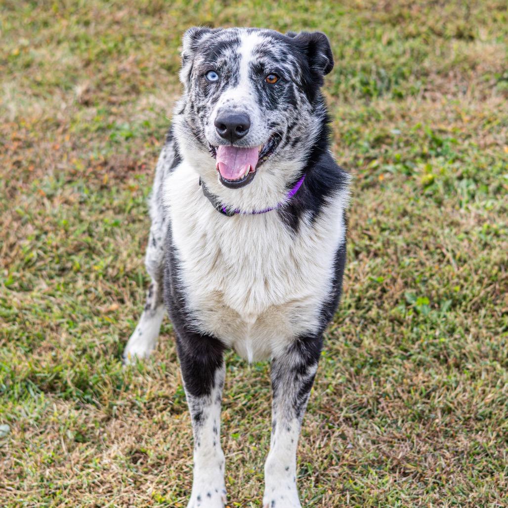 Gomez, a Adoptable Mixed Breed in Newark, DE image 1/6