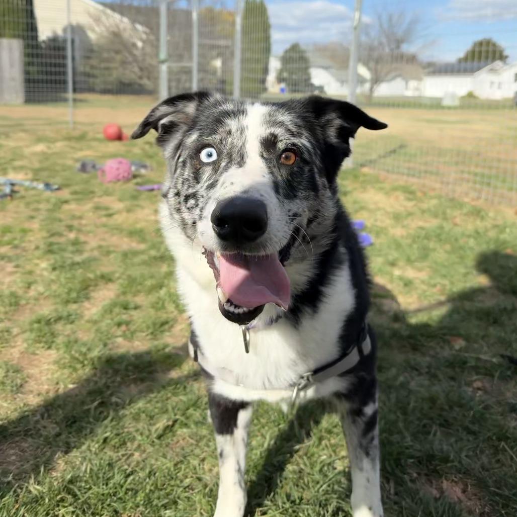 Gomez, a Adoptable Mixed Breed in Newark, DE image 2/6