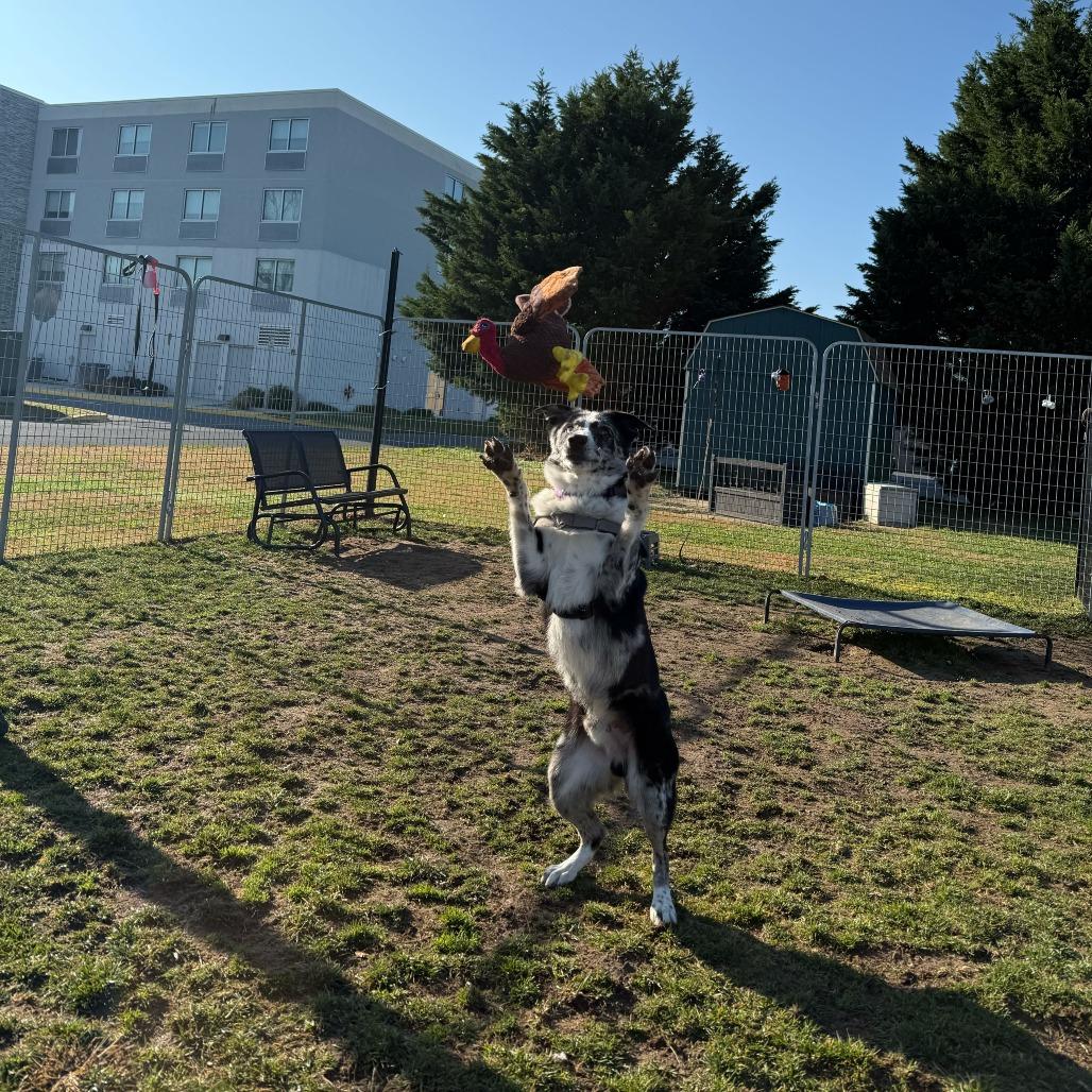 Gomez, a Adoptable Mixed Breed in Newark, DE image 4/6