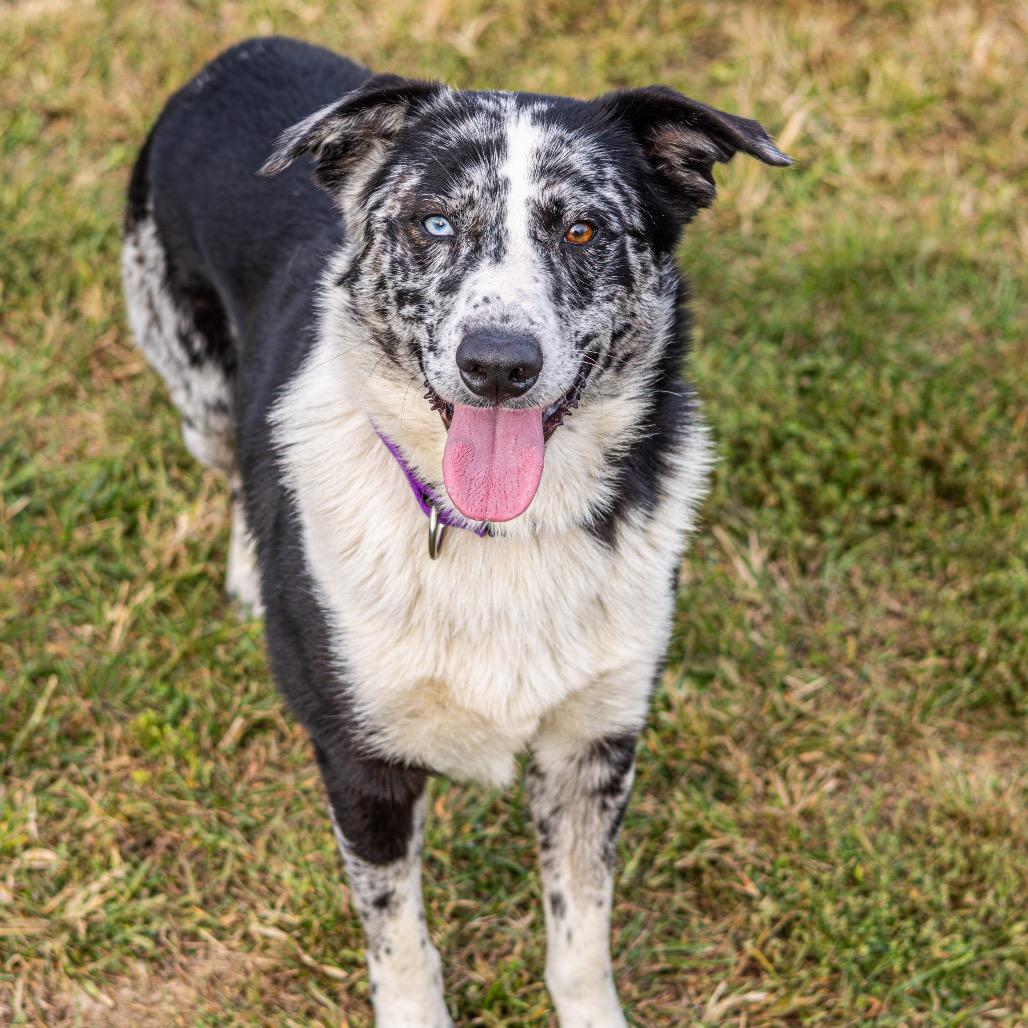 Gomez, a Adoptable Mixed Breed in Newark, DE image 5/6