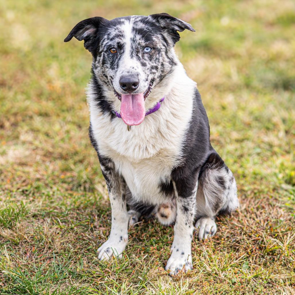 Gomez, a Adoptable Mixed Breed in Newark, DE image 6/6