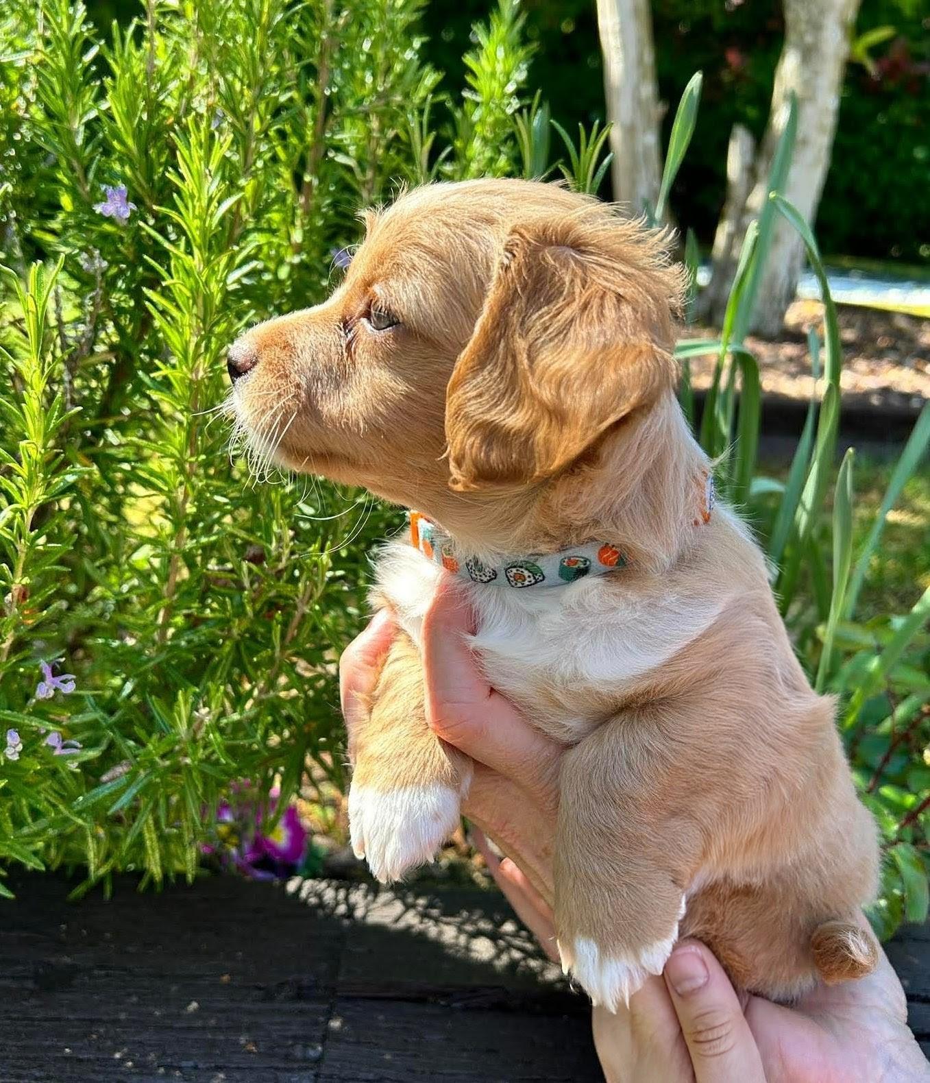 Enlarge Paddington, an adopted mixed breed in Nanaimo , BC image 4/5
