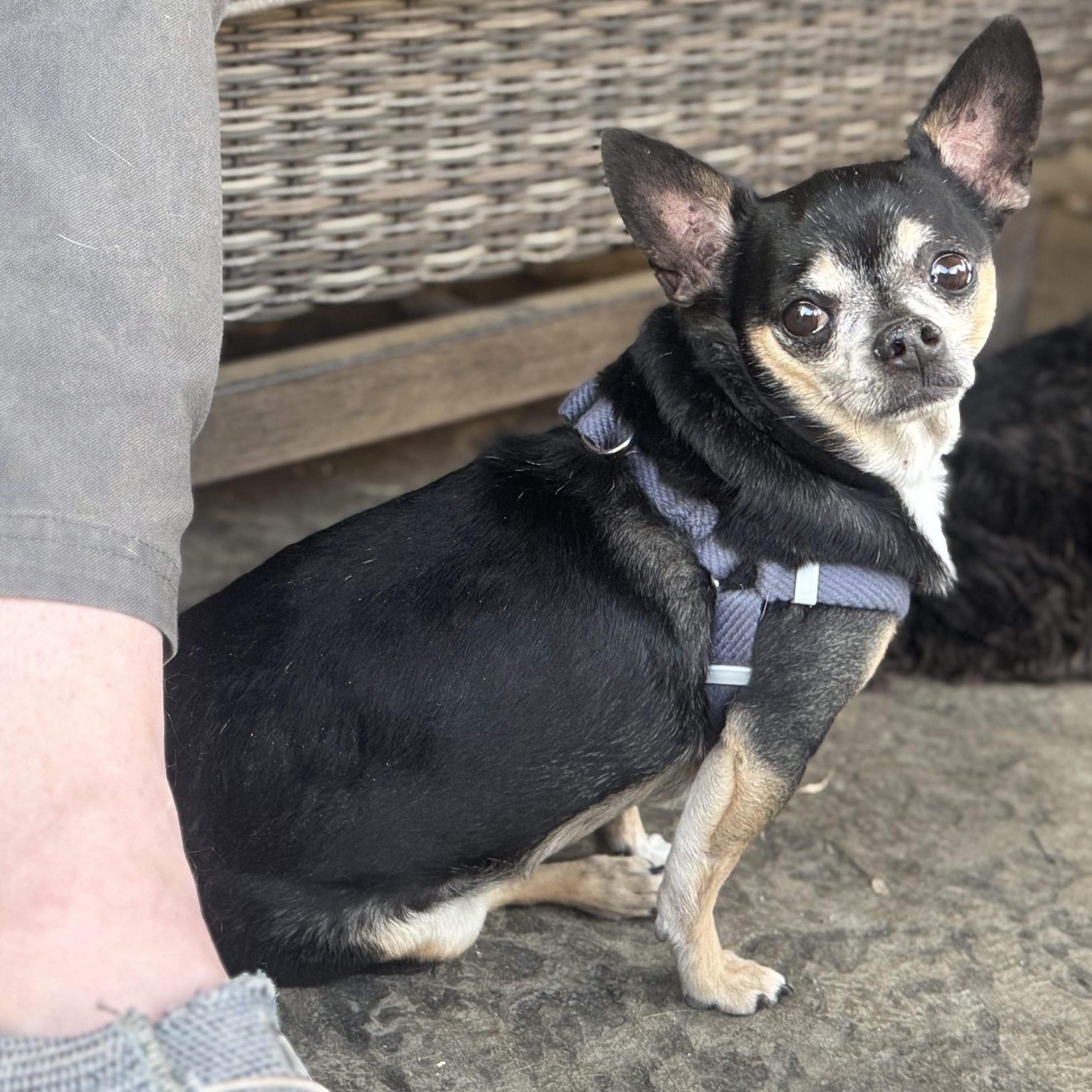 Enlarge Mr. Nugget Axl, a Adoptable Chihuahua in Vancouver, BC image 4/6