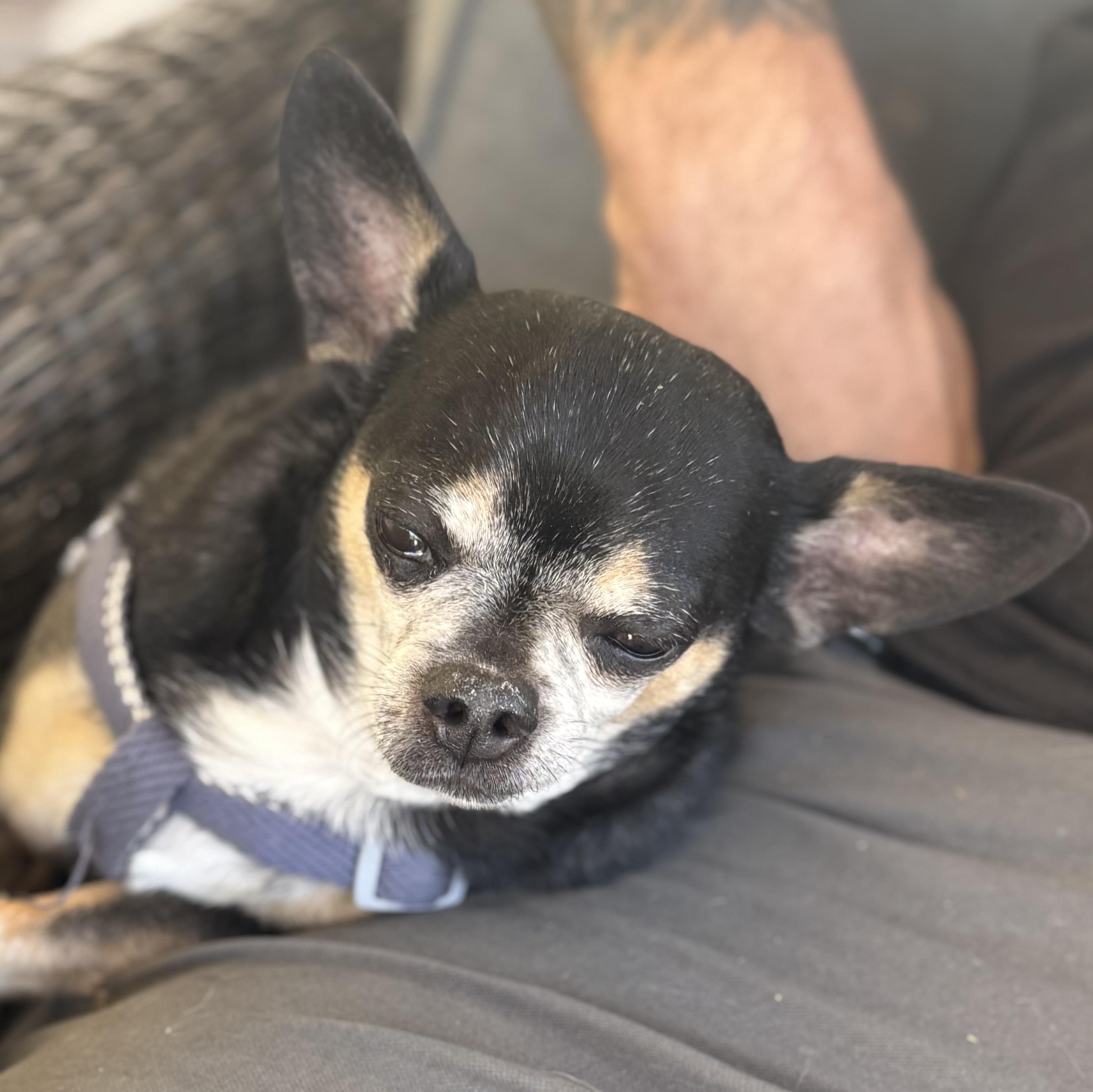 Enlarge Mr. Nugget Axl, a Adoptable Chihuahua in Vancouver, BC image 5/6