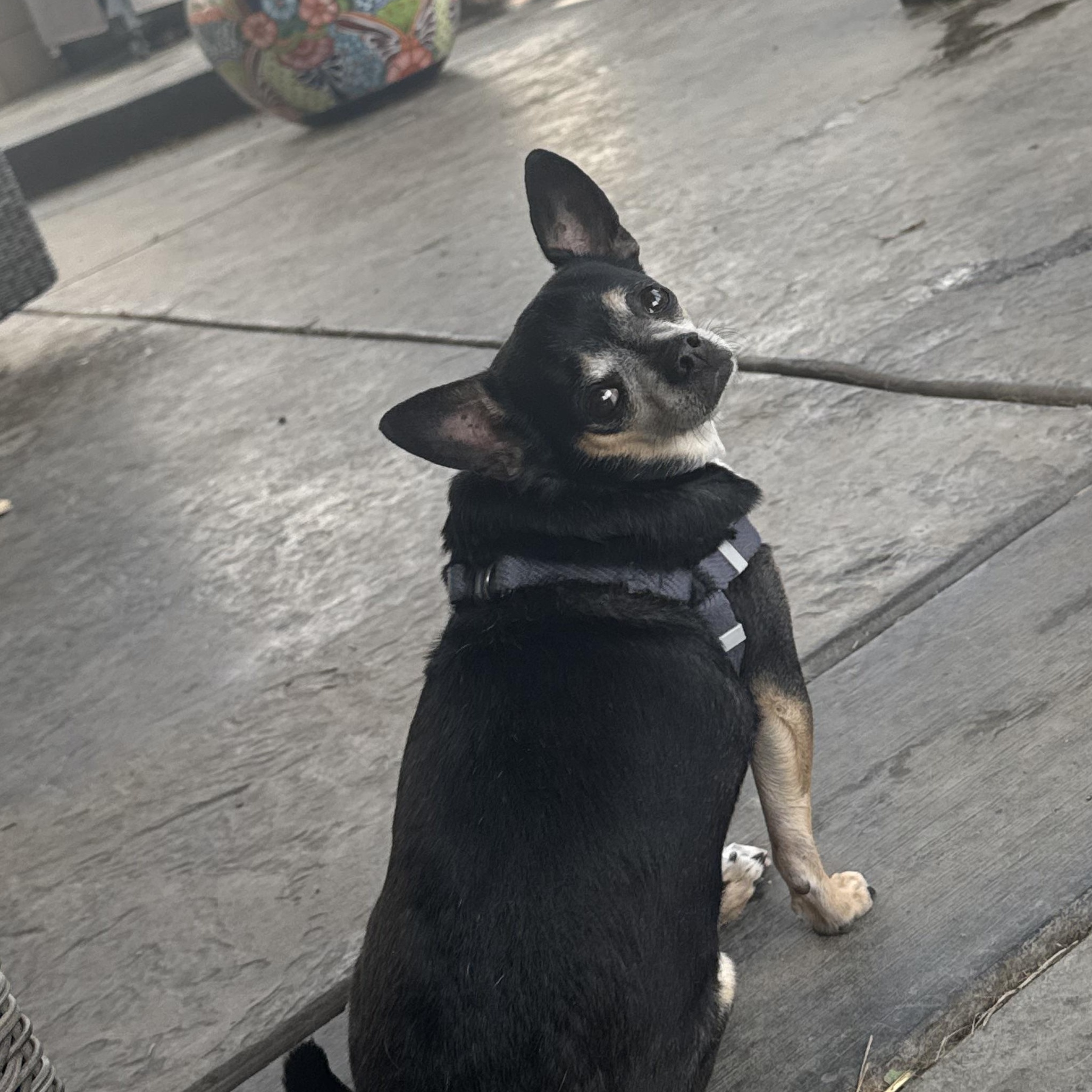 Enlarge Mr. Nugget Axl, a Adoptable Chihuahua in Vancouver, BC image 3/6