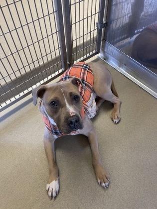Enlarge Lulu, a Adoptable mixed breed in Norfolk, VA image 1/1