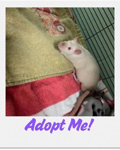 Radioactive Shrimp, Adoptable, Adult Male Rat.