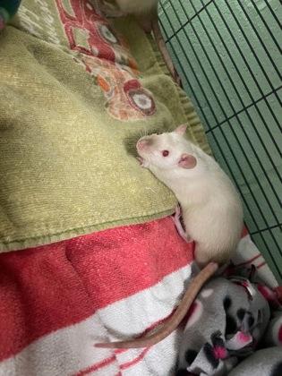 Radioactive Shrimp, Adoptable, Adult Male Rat.