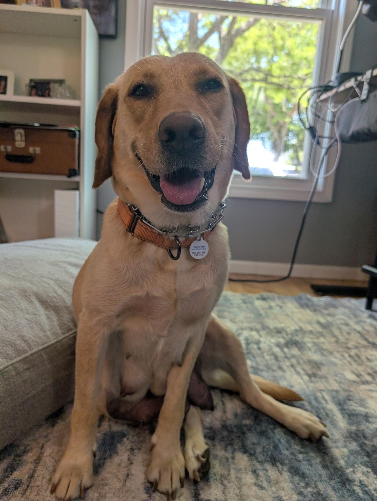 Enlarge Captain, a ADOPTABLE Yellow Labrador Retriever in Vernon Hills, IL image 3/6
