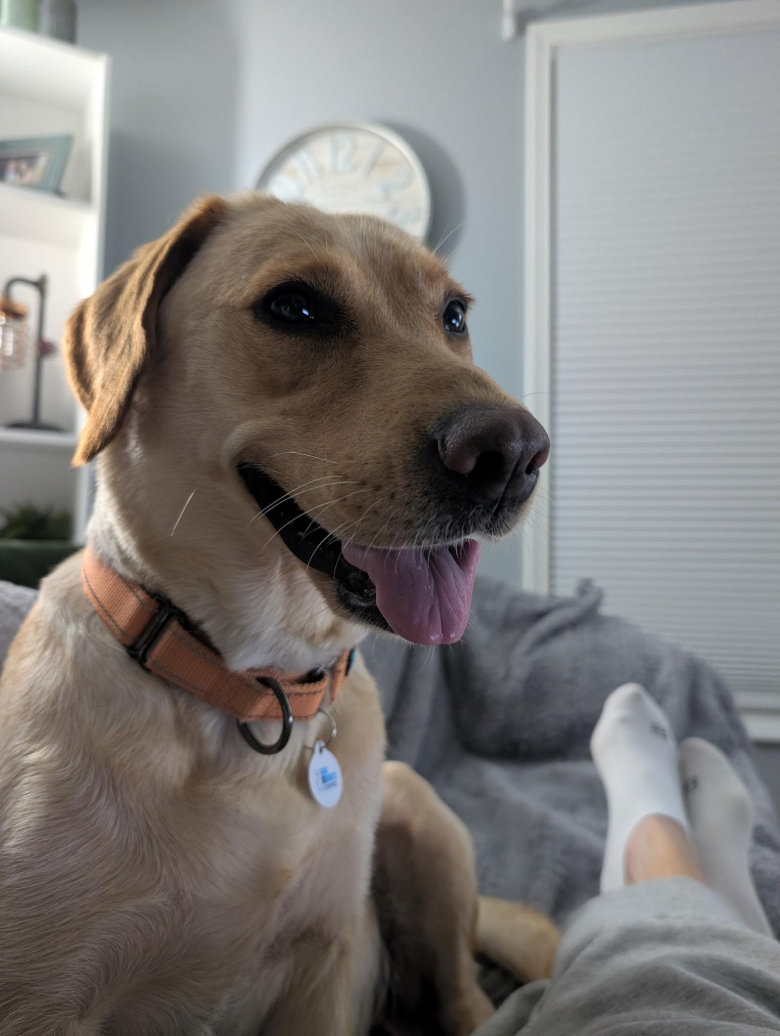 Enlarge Captain, a ADOPTABLE Yellow Labrador Retriever in Vernon Hills, IL image 4/6