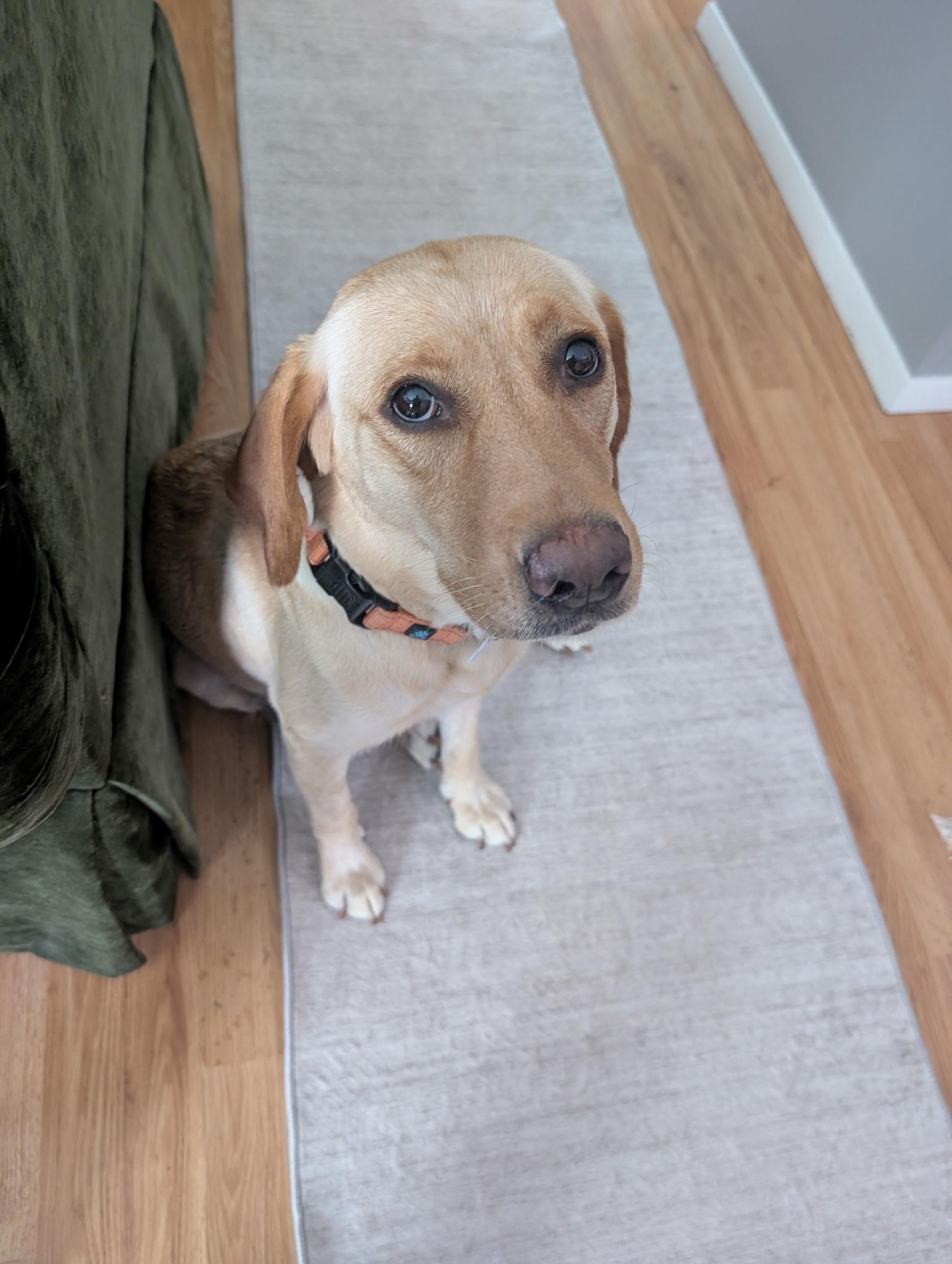 Enlarge Captain, a ADOPTABLE Yellow Labrador Retriever in Vernon Hills, IL image 6/6