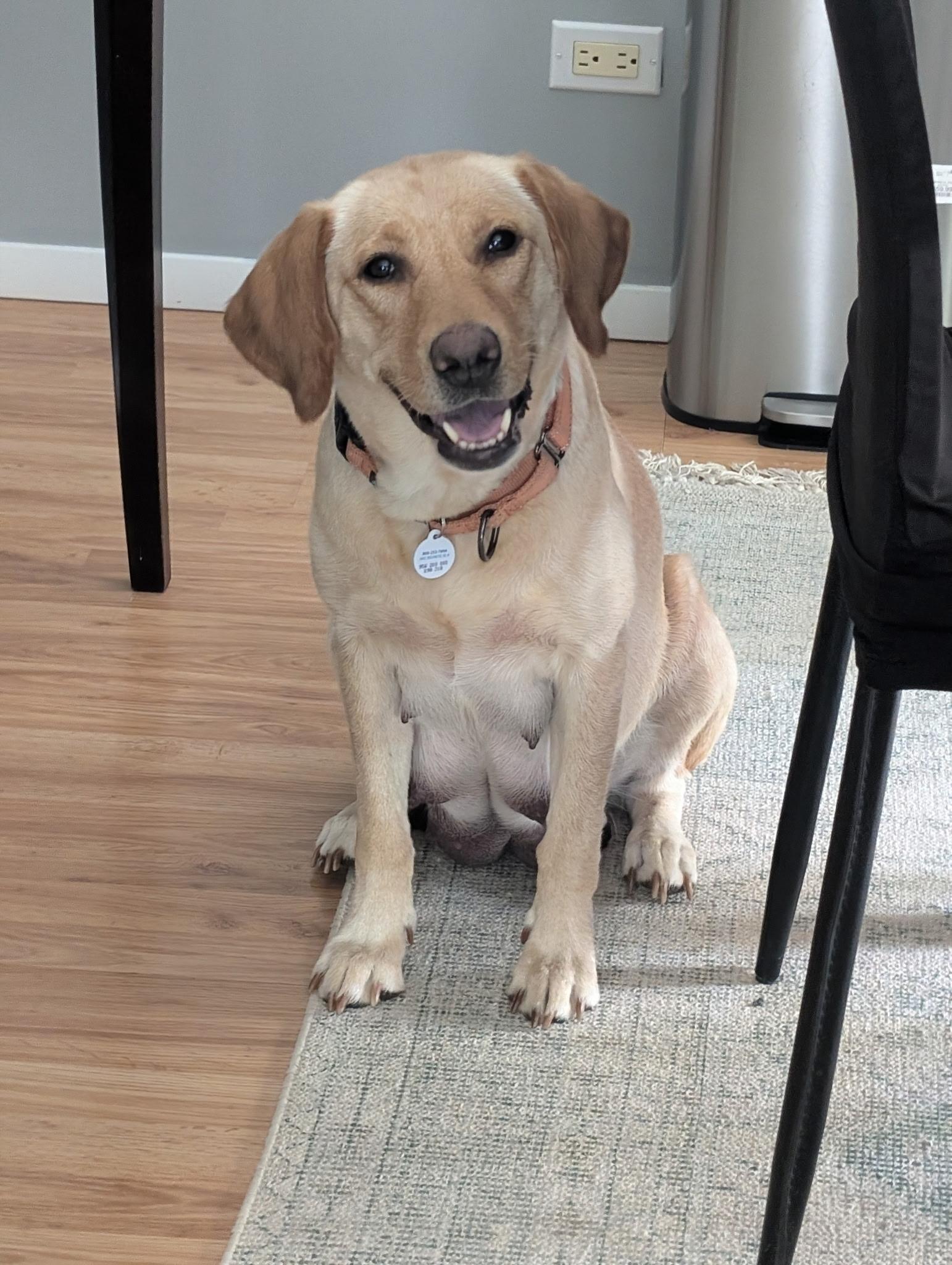 Enlarge Captain, a ADOPTABLE Yellow Labrador Retriever in Vernon Hills, IL image 1/6