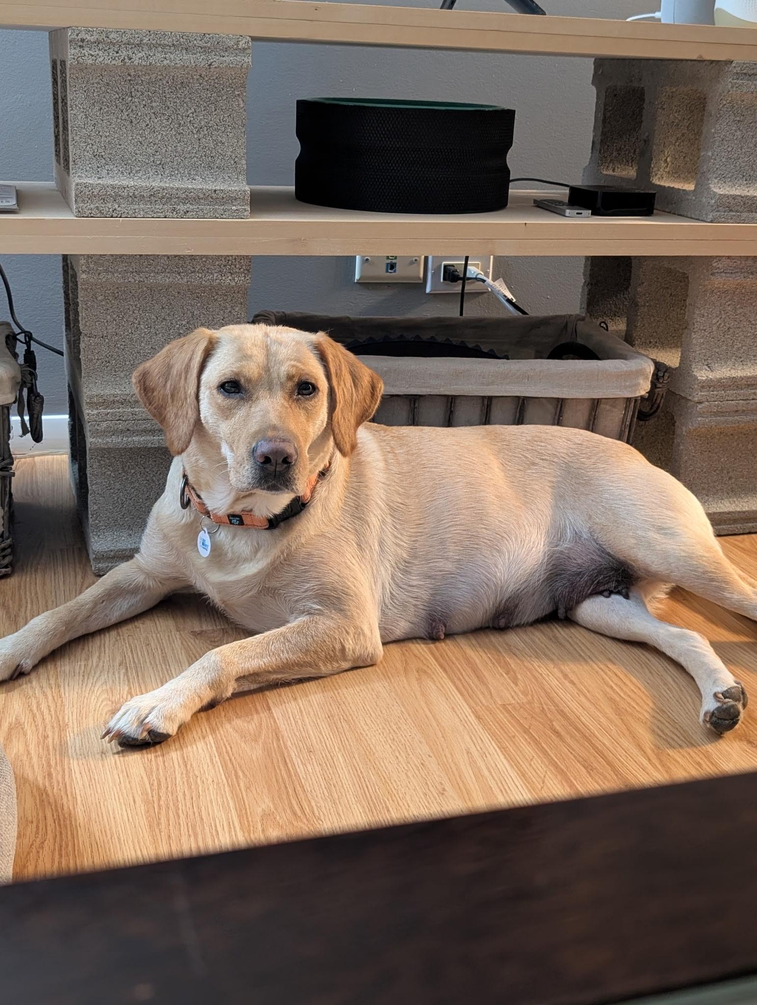 Enlarge Captain, a ADOPTABLE Yellow Labrador Retriever in Vernon Hills, IL image 2/6