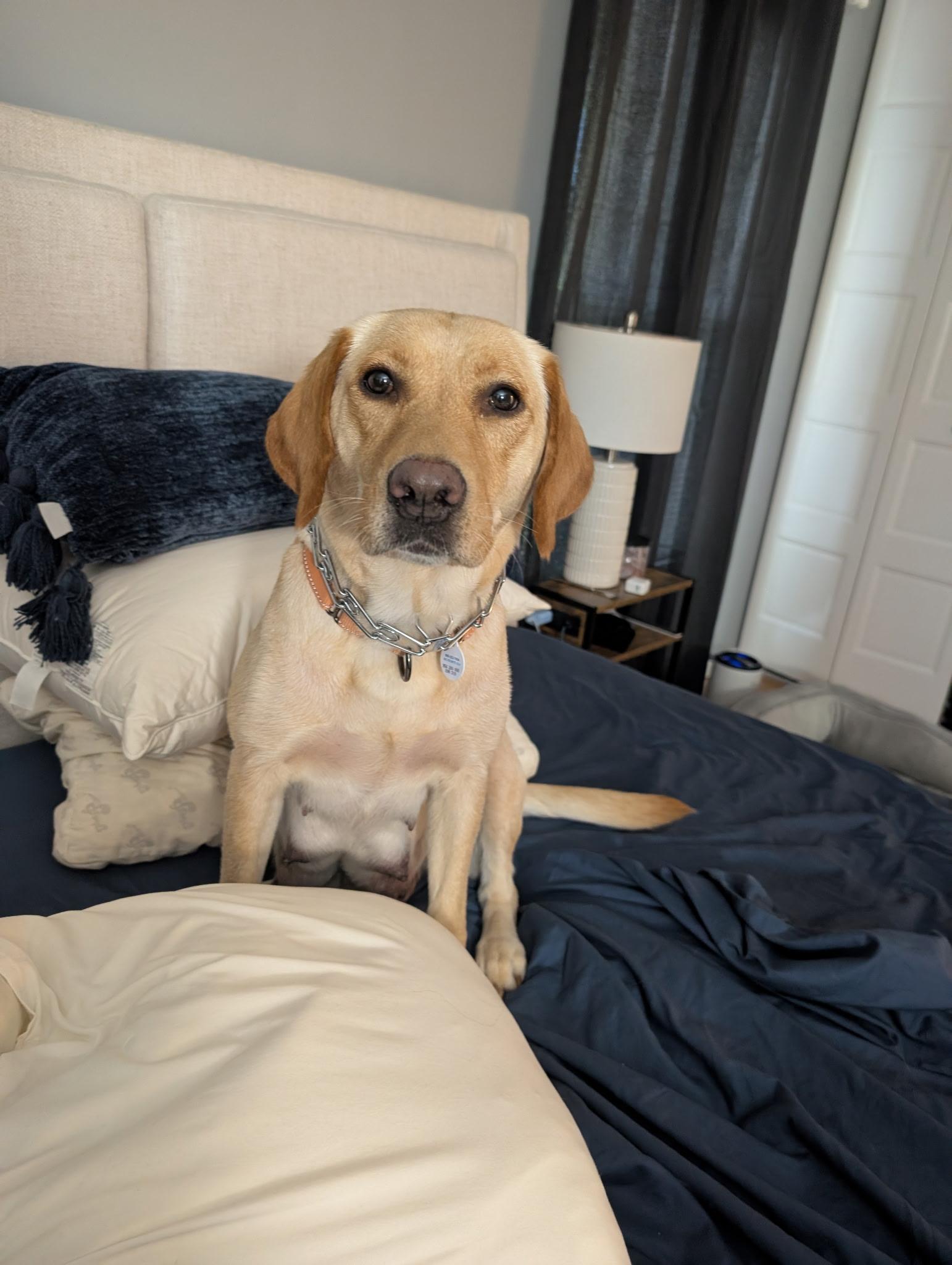 Enlarge Captain, a ADOPTABLE Yellow Labrador Retriever in Vernon Hills, IL image 5/6