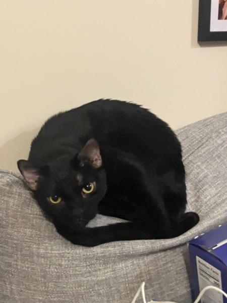 Eyes — thumbnail 5