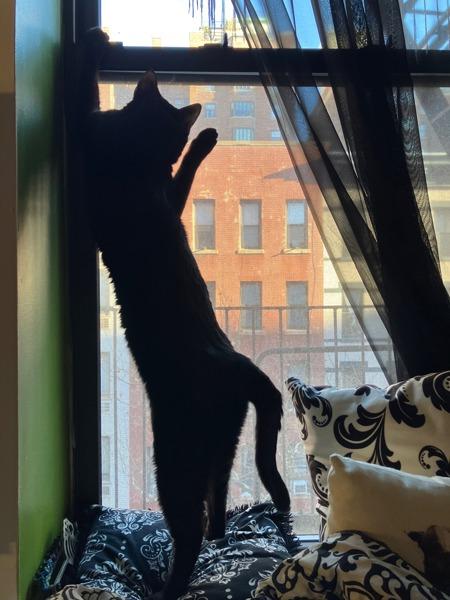 Eyes — thumbnail 6